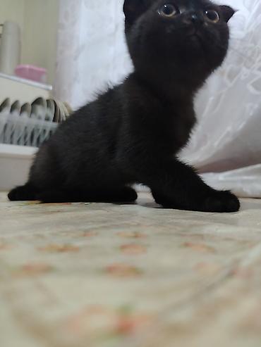 it sat: Şotland yastı qulaq — 2
