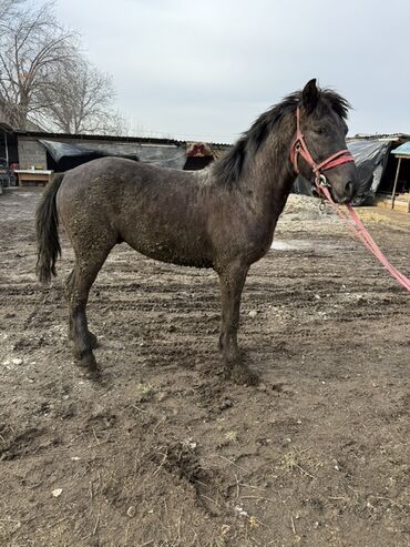 Лошади, кони: Продаю | Жеребец | Рабочий — 3