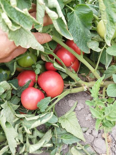 ранние сорта картофеля купить: Помидоры Розовые