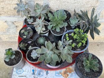 Otaq bitkiləri: Her biri ucuz kimete Gencededi catirma var size yaxin yere ancag — 31