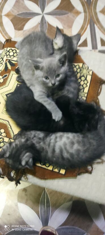 Pişiklər: Şotland, Erkək, Dişi — 5