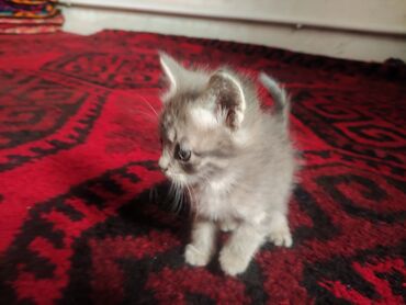 Отдам даром кошку: Кошка даром: Гималайская, 4 месяца, Мальчик