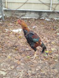 продаю связи с переездом: Дакан короз сатылат активный алмашу жолдору бар жемге жугоруго