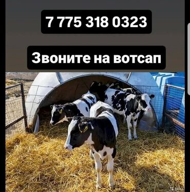 продаю телята: Бички телята Продаю | Музоо, торпок, Корова Алатауская | На забой