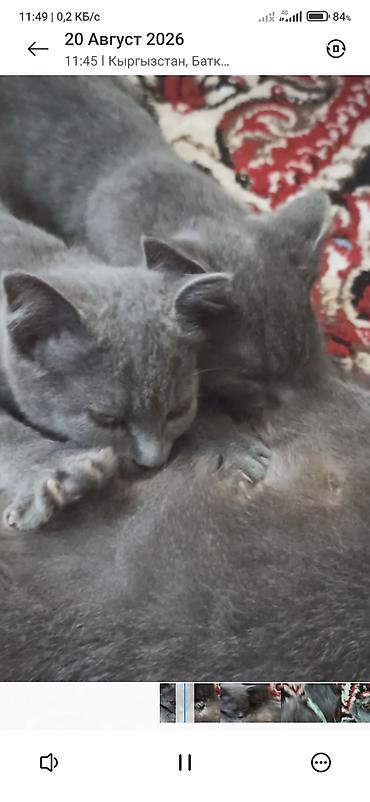 кеклик бишкек: Британские короткошёрстные котята, окрас сплошной серый (голубой). - — 1