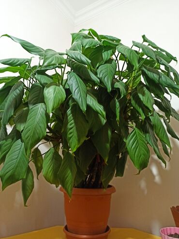 Otaq bitkiləri: Masazır ev gülləri — 2