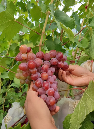 Фрукты и ягоды: 2-летние саженцы винограда. Все сорта винограда на фото исключительно — 1