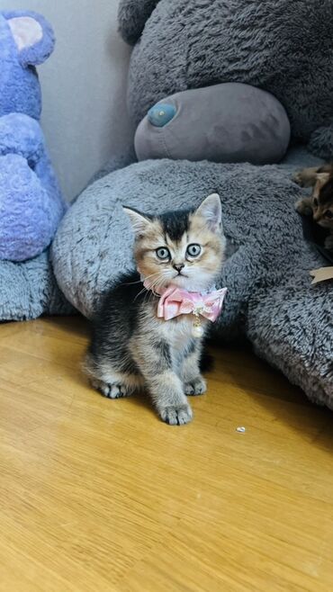 Pişiklər: Şinşilla, Dişi — 4