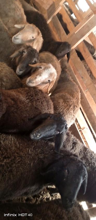 Баран, овца: Продаю | Баран (самец) | На забой — 8