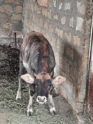Dana, buzov: Süd verən heyvandı. Üçü birlikdə satılır. Qiyməti razılaşma yolu ilə — 3
