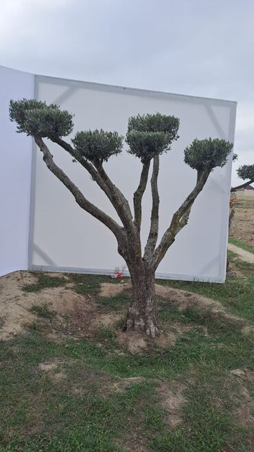 Ağaclar: Bonsai formalı zeytun ağacları – bağ və landşaft üçün Məhsulun — 9
