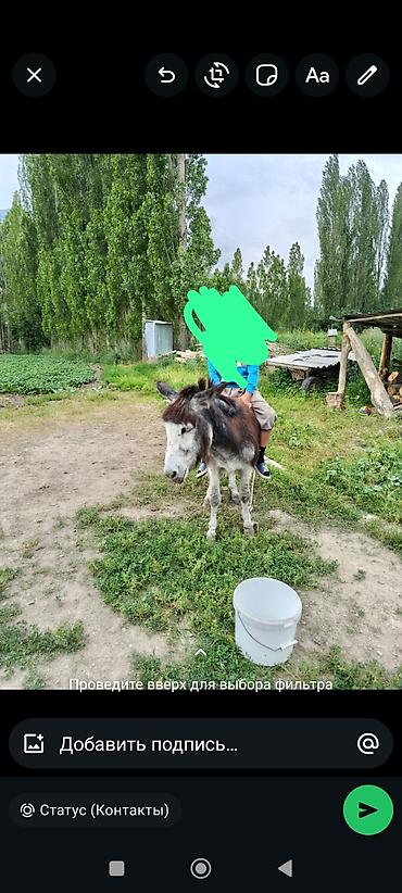 отдам животных в хорошие руки: Осёл для хозяйства и прогулок - Спокойный, уравновешенный характер — 1