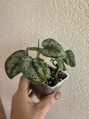 Другие комнатные растения: Укоренённые черенки растений от 150-300 сом — 8