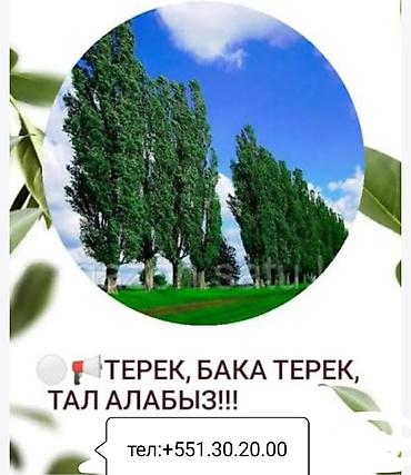 Уруктар жана көчөттөр: Көчөттөр — 1