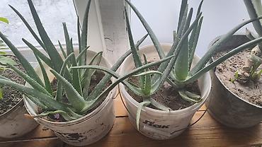 Алоэ: Алоэ вера (Aloe vera) в горшке - Крупные взрослые розетки с мясистыми — 2