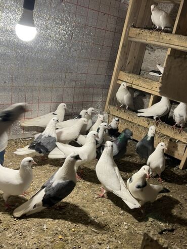 Göyərçinlər: Göy nişanlar ağlar 30dan coxdu balalarnan hamisi 10azn den abtavoy — 17