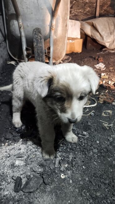 сколько стоит собака алабай: Алабай, 1 месяц, Самка