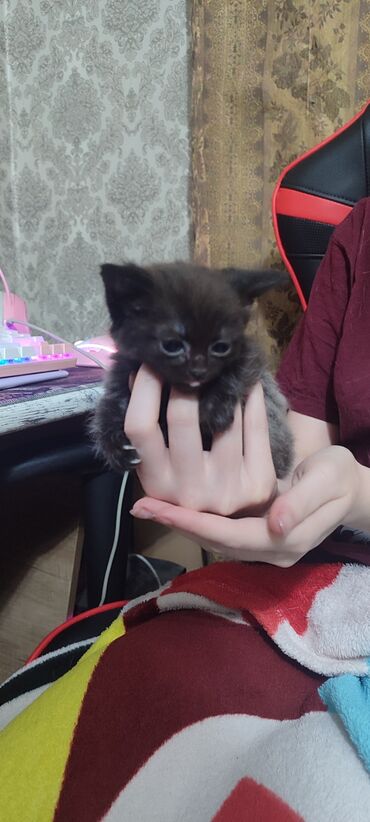 экзотическая короткошёрстная кошка: Кошка даром: Беспородная, 2 месяца, Девочка, Метис, Приучена к лотку