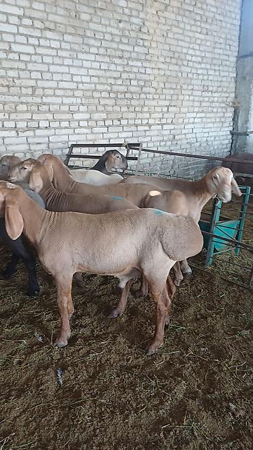 обезьяна маленькая купить: Продаю | Баран (самец) | Гиссарская, Полукровка, Арашан | На забой, Для разведения | Племенные, Осеменитель — 2
