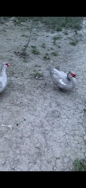 ördək: Eekey lavanda Təsvir: - Boz-gümüşü tüklü, sinə və qanadlarda ağ ləkəli — 2