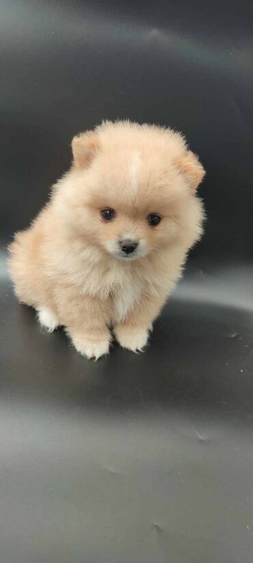 Psi: Oduševićemo vaša srca predivnim Pomerancima iz našeg pažljivo — 19