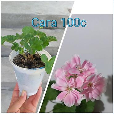 Клён: Саженцы — 8