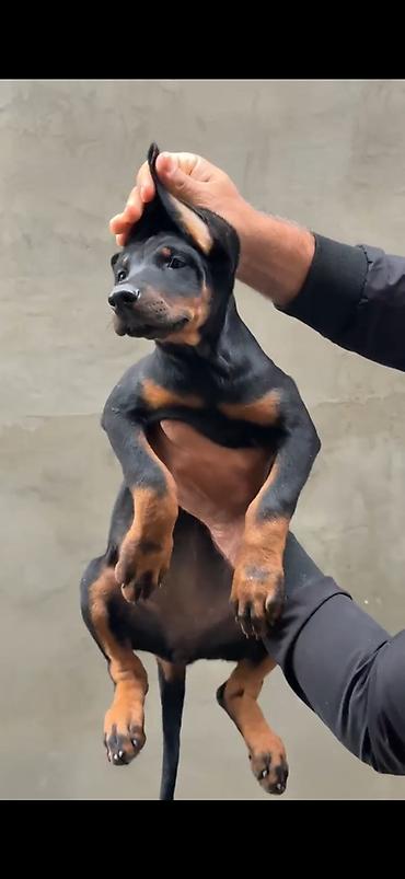 pıttbull ıt: Doberman, 2 ay, Dişi, Peyvəndli — 1