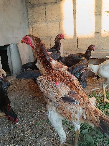kakadu quşu: O shamo fereler 50-100 azn arasi xoruz 100 150 azn.Sumqayit — 2