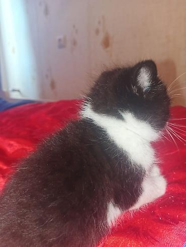 Pişiklər: Yaxşı əllərə — 8