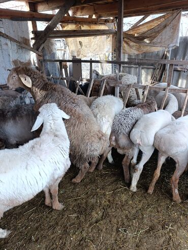 Баран, овца: Продаю | Овца (самка) | Для разведения | Матка — 4