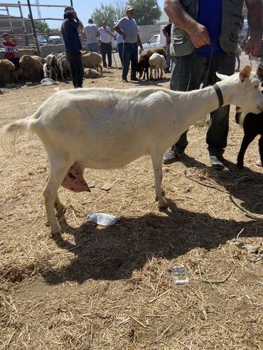собака бу купить: Dişi, Alpine, il: 2, Ünvandan götürmə