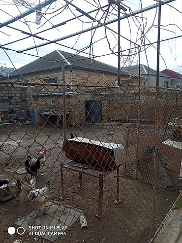 Həyət evləri və villaların satışı: 4 otaqlı, 4 kv. m, Orta təmir — 3