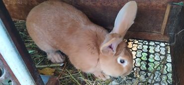 золотистая шиншилла: Бургун молодой крол пол года на племя 1500 сом
