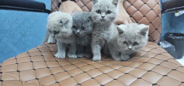 Pişiklər: Şotland, Erkək, Dişi, Yaxşı əllərə, Ödənişli çatdırılma — 5