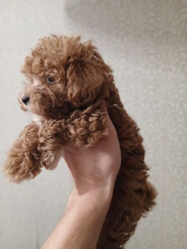 İtlər: Pudel, 2 ay — 14