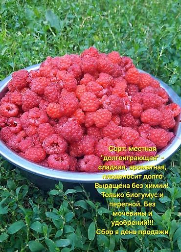 куры оптом: Малина В розницу — 1