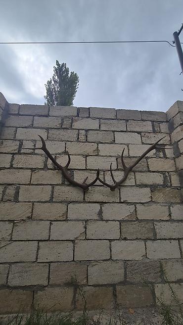 cilədağı bitkisi qiymeti: Məhsul: Təbii maral buynuzu dəsti (cüt) Təsvir: - Təbiətdən — 4