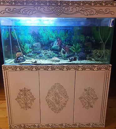 beta balığı qiymət: Mebelle dest satilir filtr tetra tech 1200 qizdirici tetra 300w hava — 1
