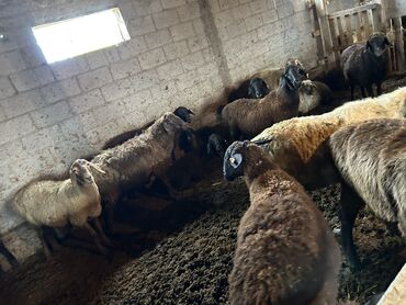 улак сатылат: Сатам | Ургаачы кой (ургаачы), Козу, Кочкор (эркек) | Союуга, Көбөйтүү үчүн, Жүн үчүн