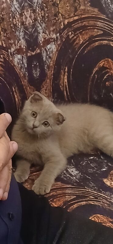 pişik paltari: Шотладская вислоухая, В добрые руки