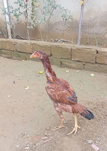 Xoruzlar: Xoruz, Heyratı, il: 1, Ödənişli çatdırılma — 22