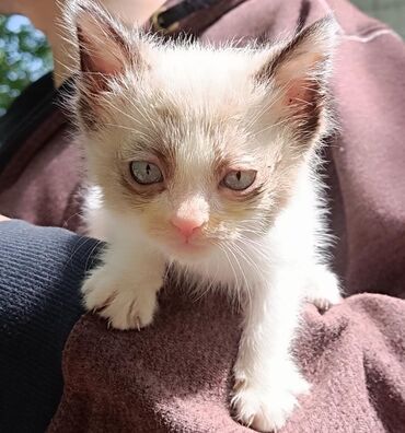 Коты: Ищем дом для милой кошечки, возраст 1.5 месяца, помесь с сиамской