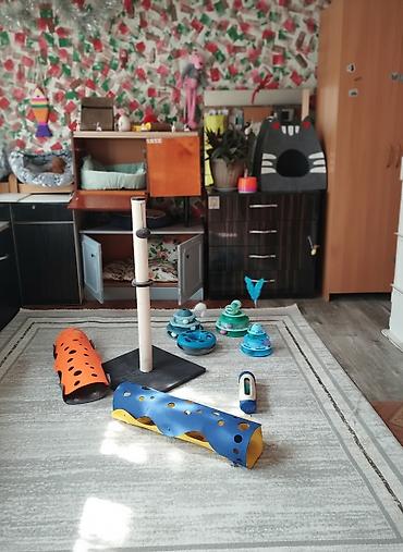 отель для кошек: Гостиница для кошечек и маленьких собачек до 5 кг Предлагаем — 1
