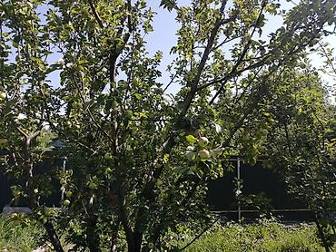 село чокморова: Продаю дачу в селе Таш мойнок — 7