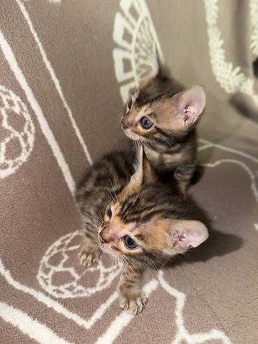 бенгалы: Бенгальская, 2 месяца, Мальчик, Приучена к лотку, Проглистована — 8
