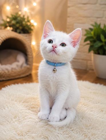 Животные: Котята, 2 месяца ищут семью.полностью — 1