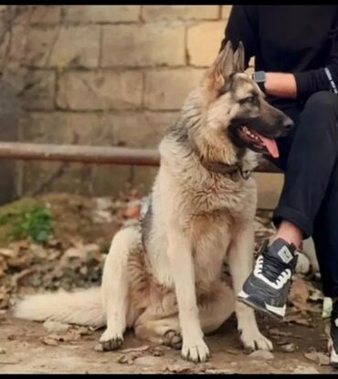 heyvan bazari keci: Alman çoban iti, 9 ay, Erkek, Peyvəndli, Ünvandan götürmə, Ödənişli çatdırılma