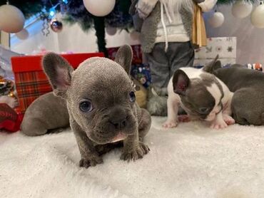 Psi: Francuski buldog štenci plave boje. Vakcinisani, spremni za novi dom na lalafo.rs — 8 Psi: Francuski buldog štenci plave boje. Vakcinisani, spremni za novi dom — 8