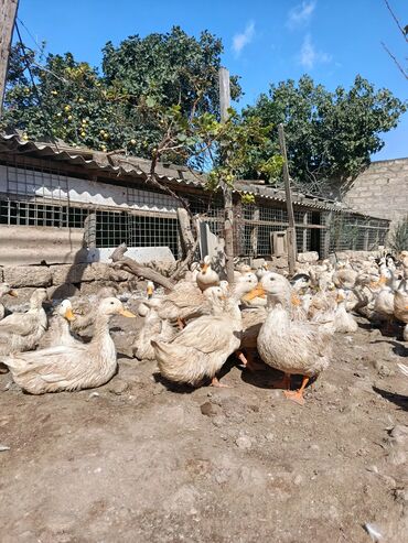 Digər quşlar: Satılır: PEKIN-KUBAN sortu ördəklər ✅ Sağlam, təmiz və tez inkişaf -da lalafo.az — 12 Digər quşlar: Satılır: PEKIN-KUBAN sortu ördəklər ✅ Sağlam, təmiz və tez inkişaf — 12