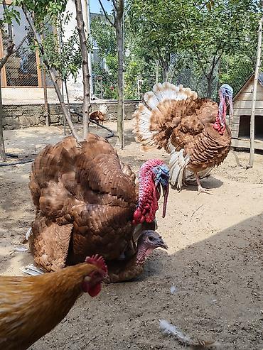 Hinduşkalar: Erkək, Holland, Yumurtalıq, Ünvandan götürmə — 9